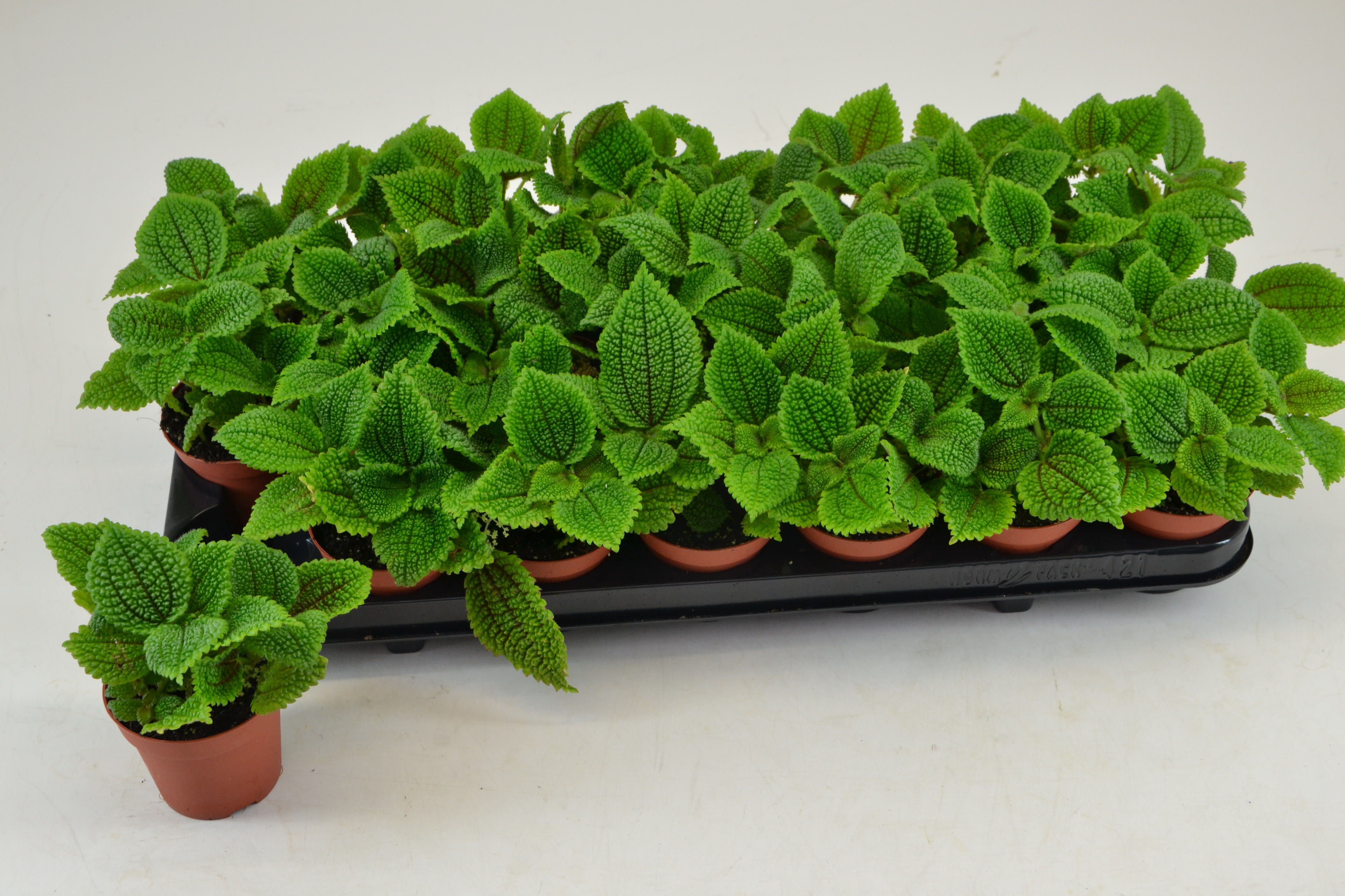 Pilea Mo Moon Valley 508P 10H