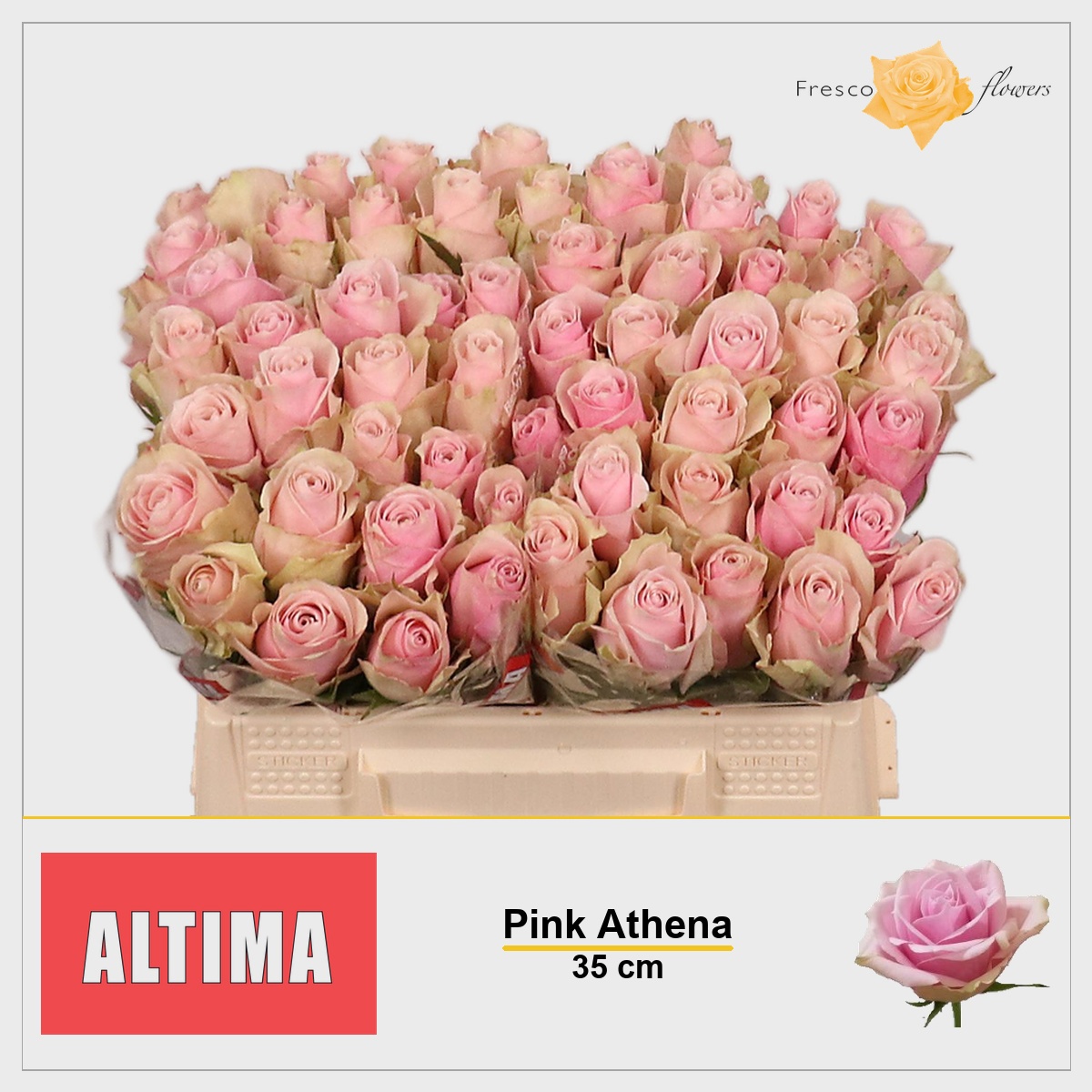 Rosa Pink Athena 35cm