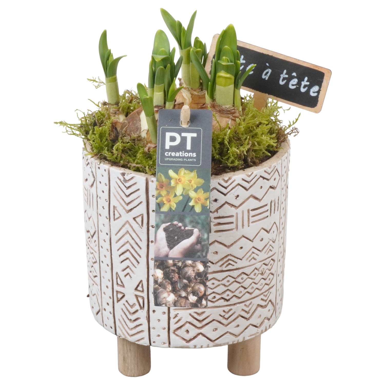 Picture of PTN5076 Arrangement Narcis in concrete pot P13 22CM