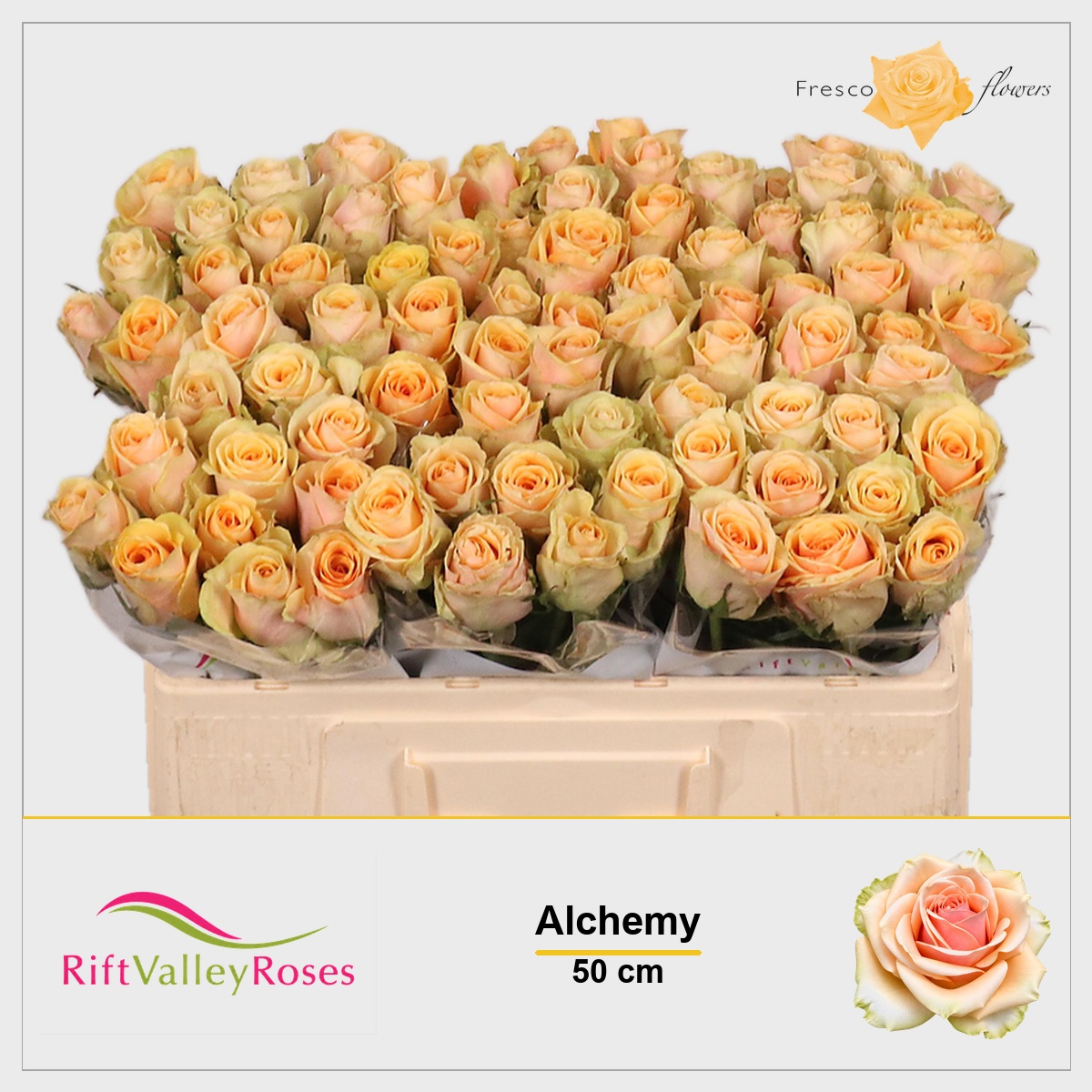 Rosa Alchemy 50cm
