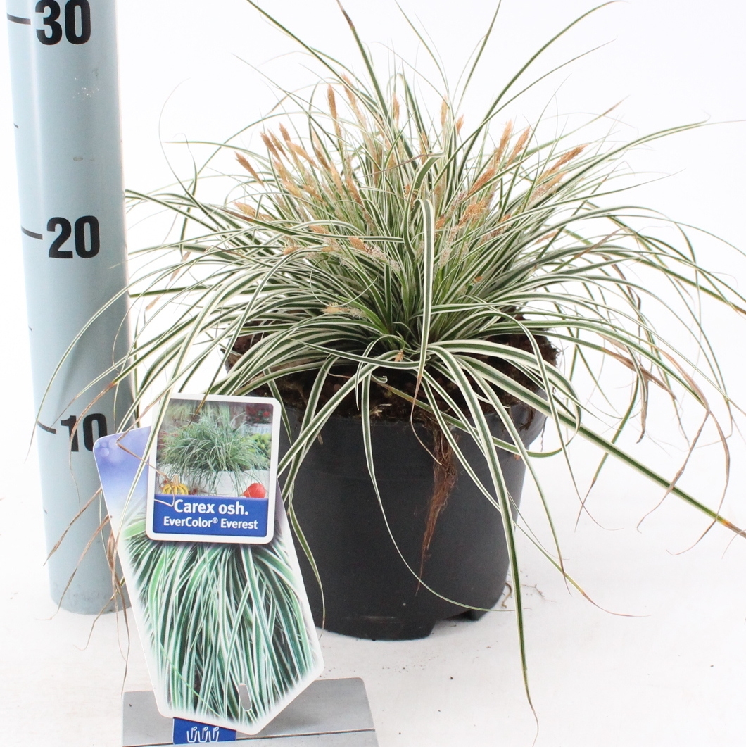 Picture of Carex oshimensis EverColor® Everest ('Fiwhite'PBR)