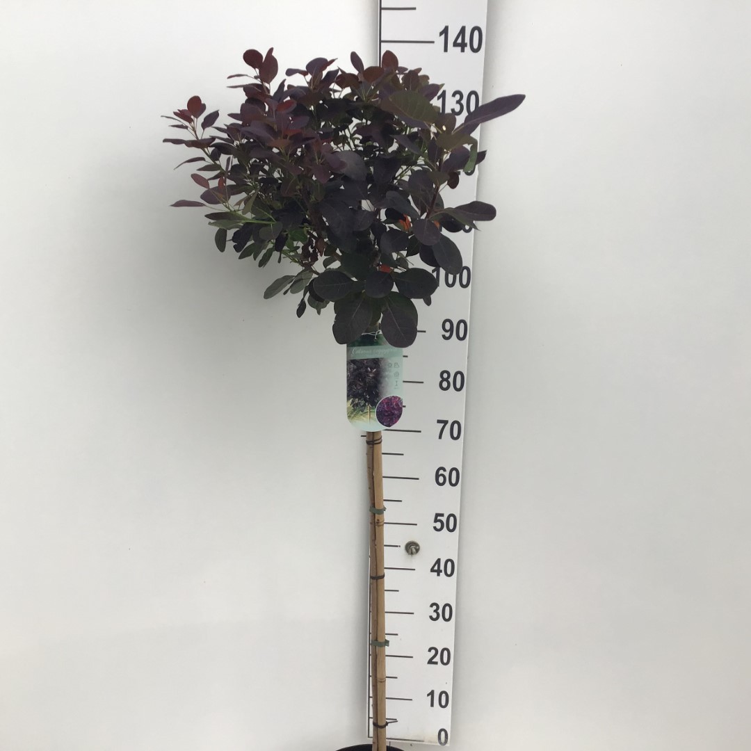 Picture of Cotinus cogg. Royal Purple P26 (7.5 Ltr) 90/STD (LOOSE)