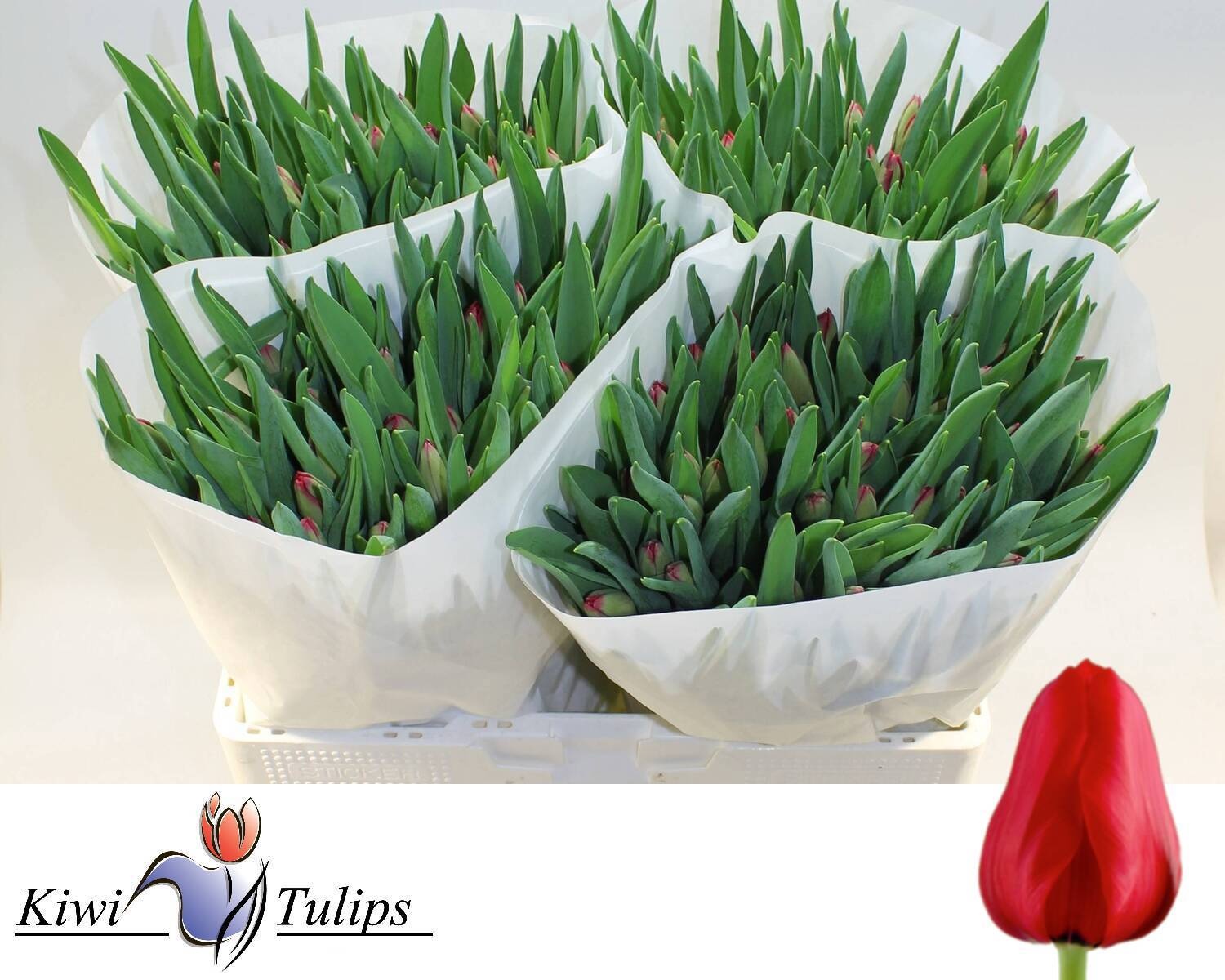 Tulipa Ile De France 40cm 27gram
