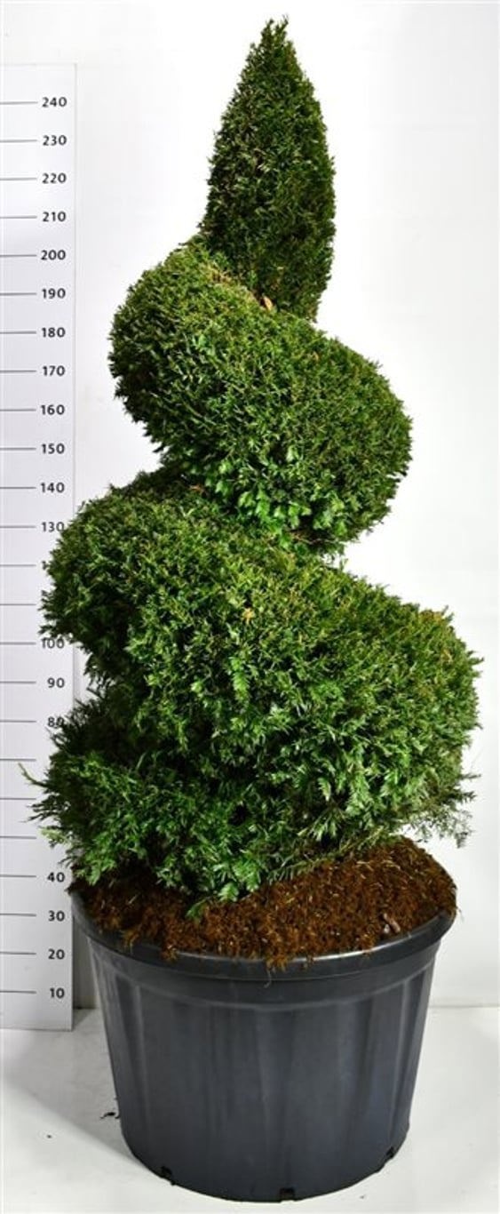 Taxus baccata