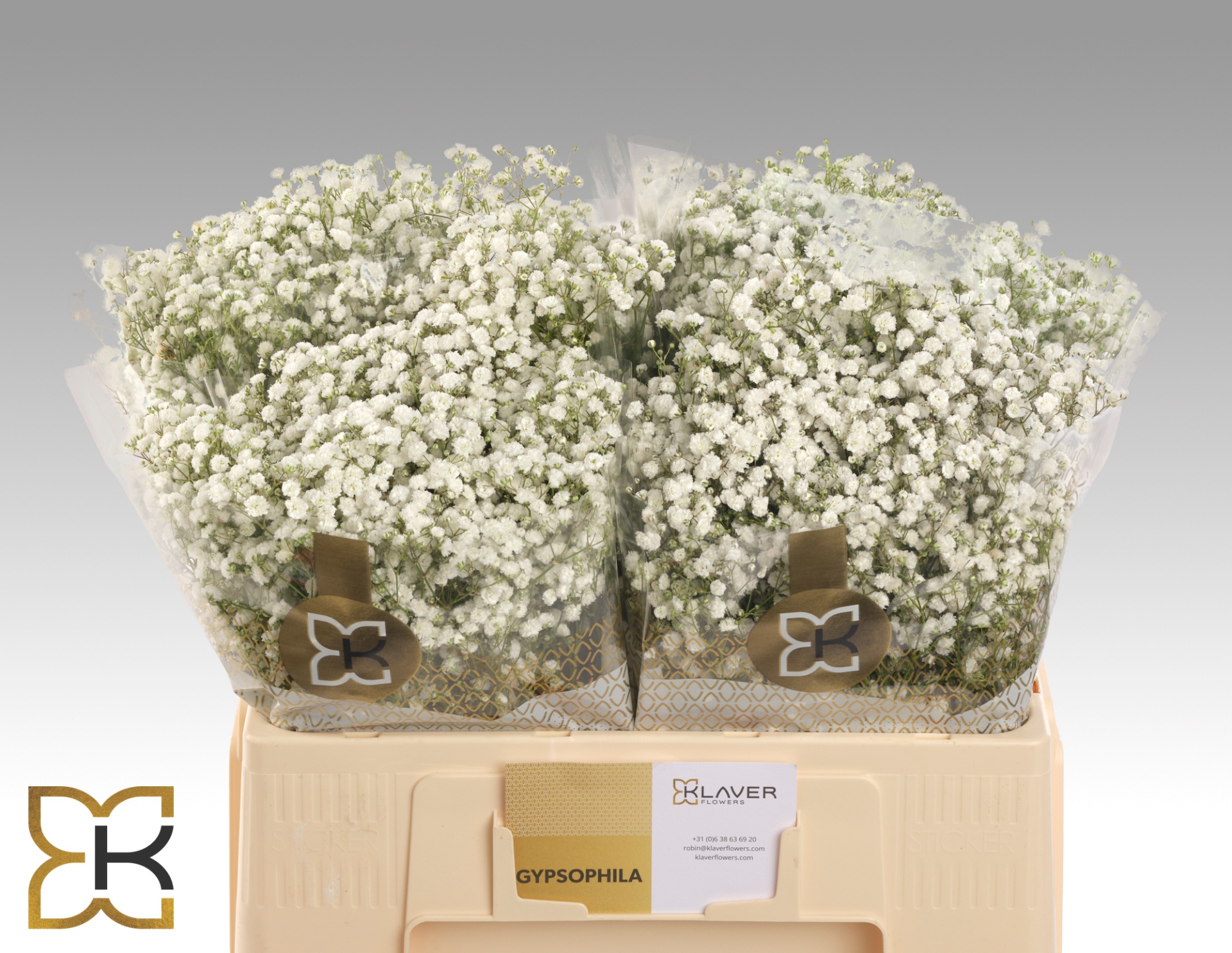 Gypsophila Xlence White 50cm 10gram