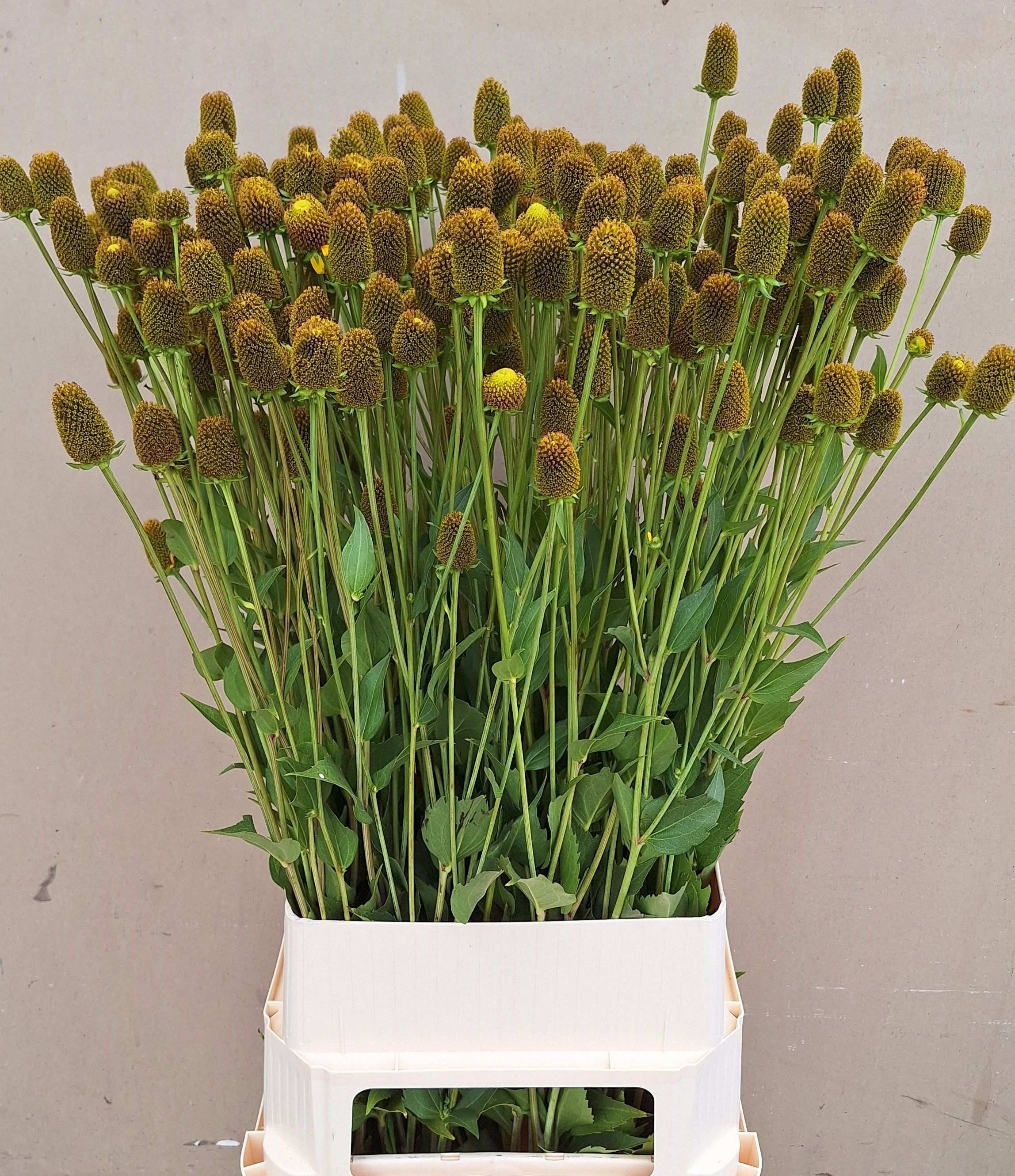Rudbeckia Nitida 90cm