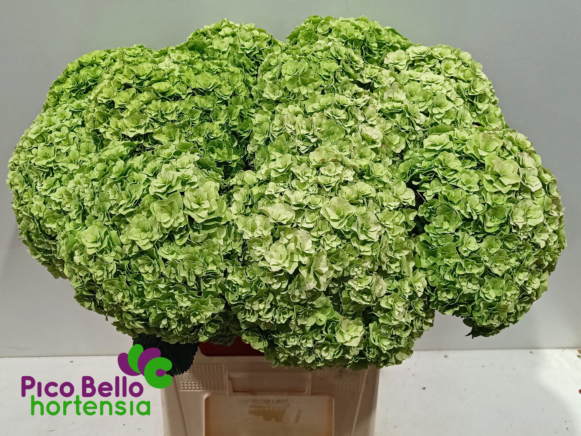 Hydrangea Roy Highne Classic 80cm 22Ø