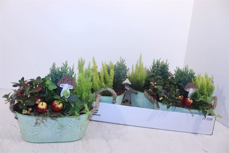 Arr Tuinplanten 25P 28cm