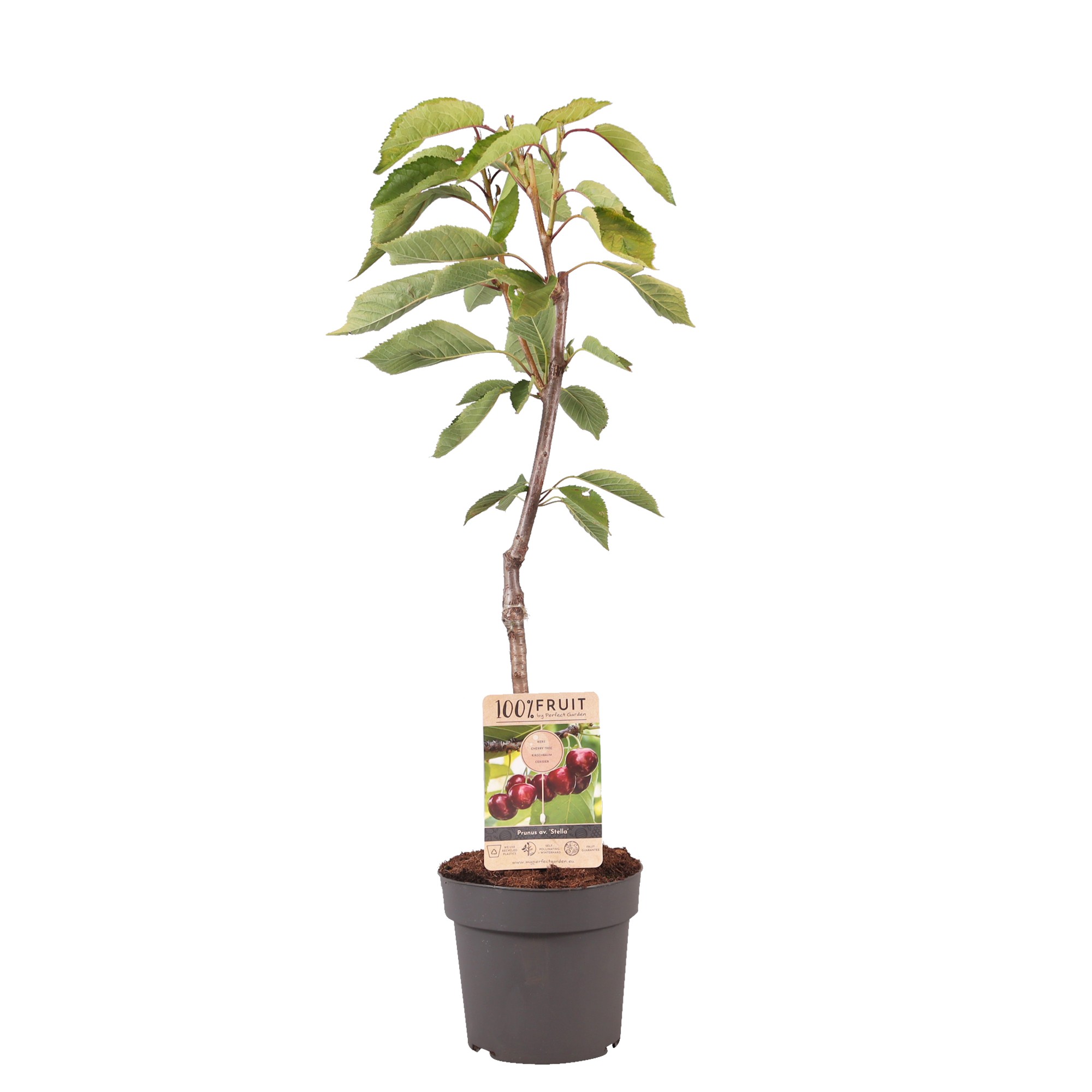 Picture of Prunus avium Stella P21 (4 Ltr) Patio-Trees