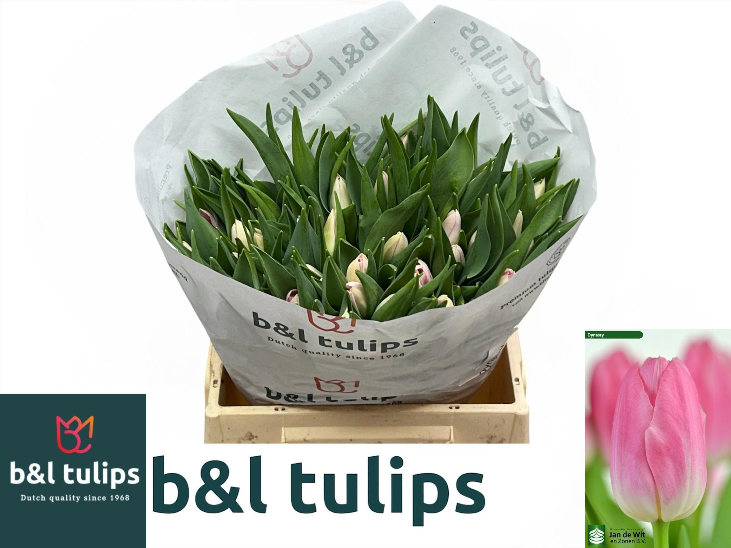 Tulipa Dynasty 34cm 30gram