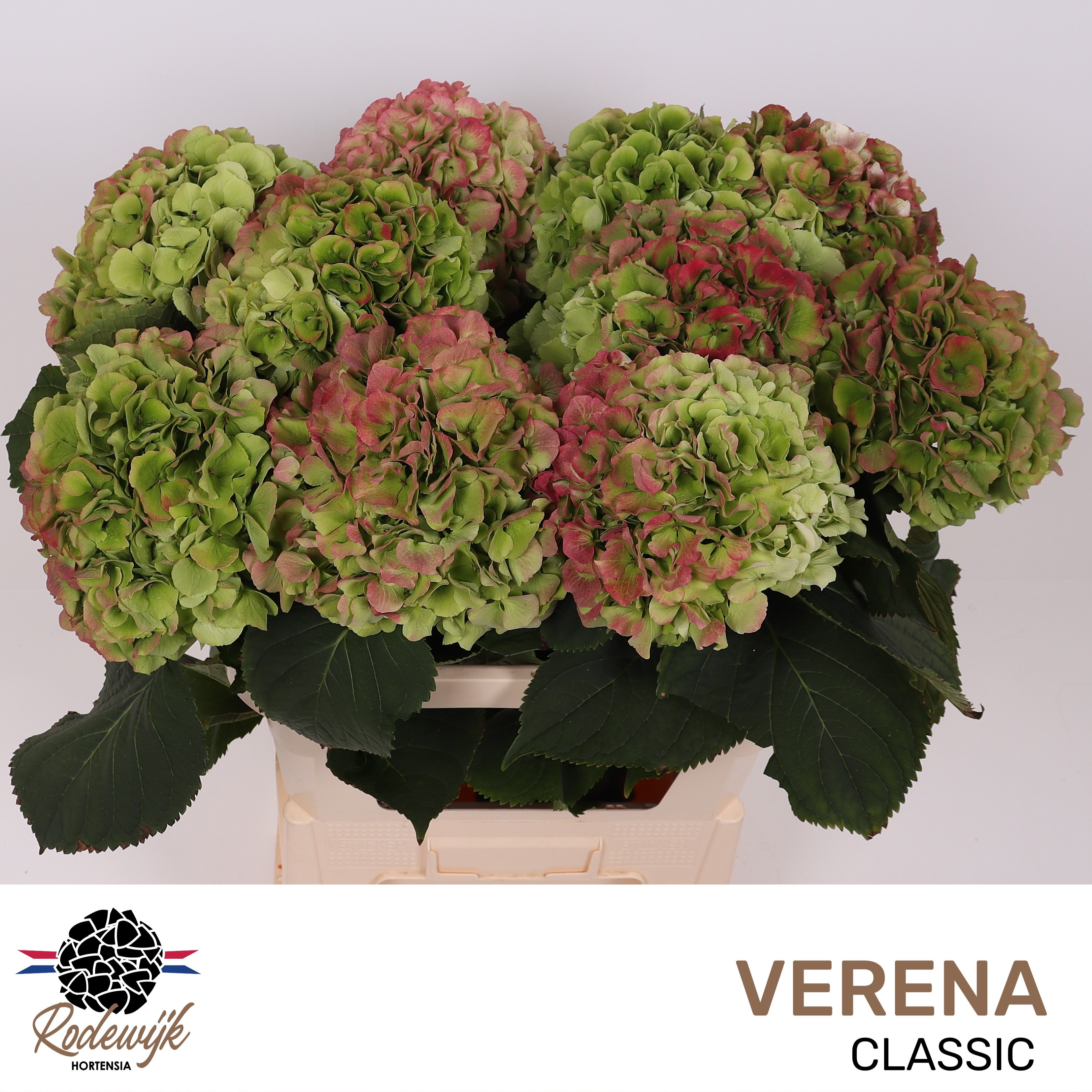 Hydrangea Verena Classic Pink 80cm 22Ø