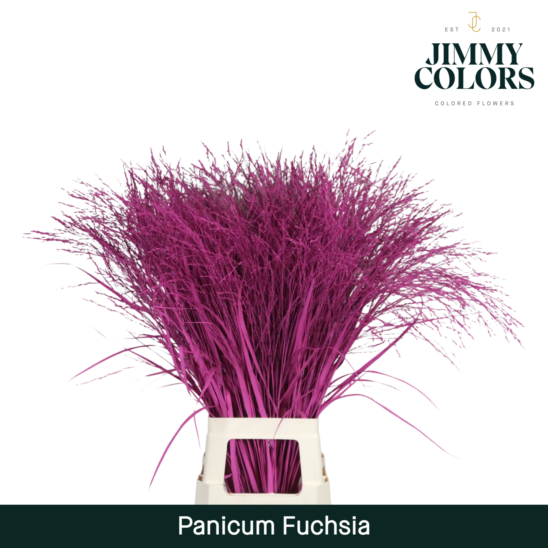 Panicum L90 Fuchsia