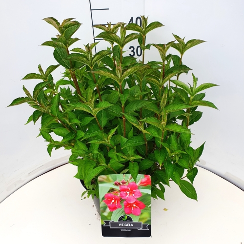 Picture of Weigela Bristol Ruby P29 (10 Ltr)