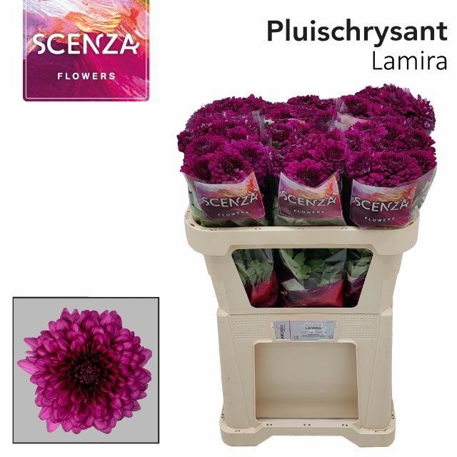Chrys Single Lamira 70cm 60gram