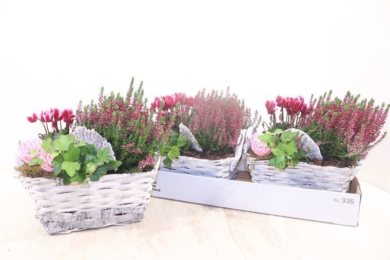 Arr Tuinplanten 22P 27cm
