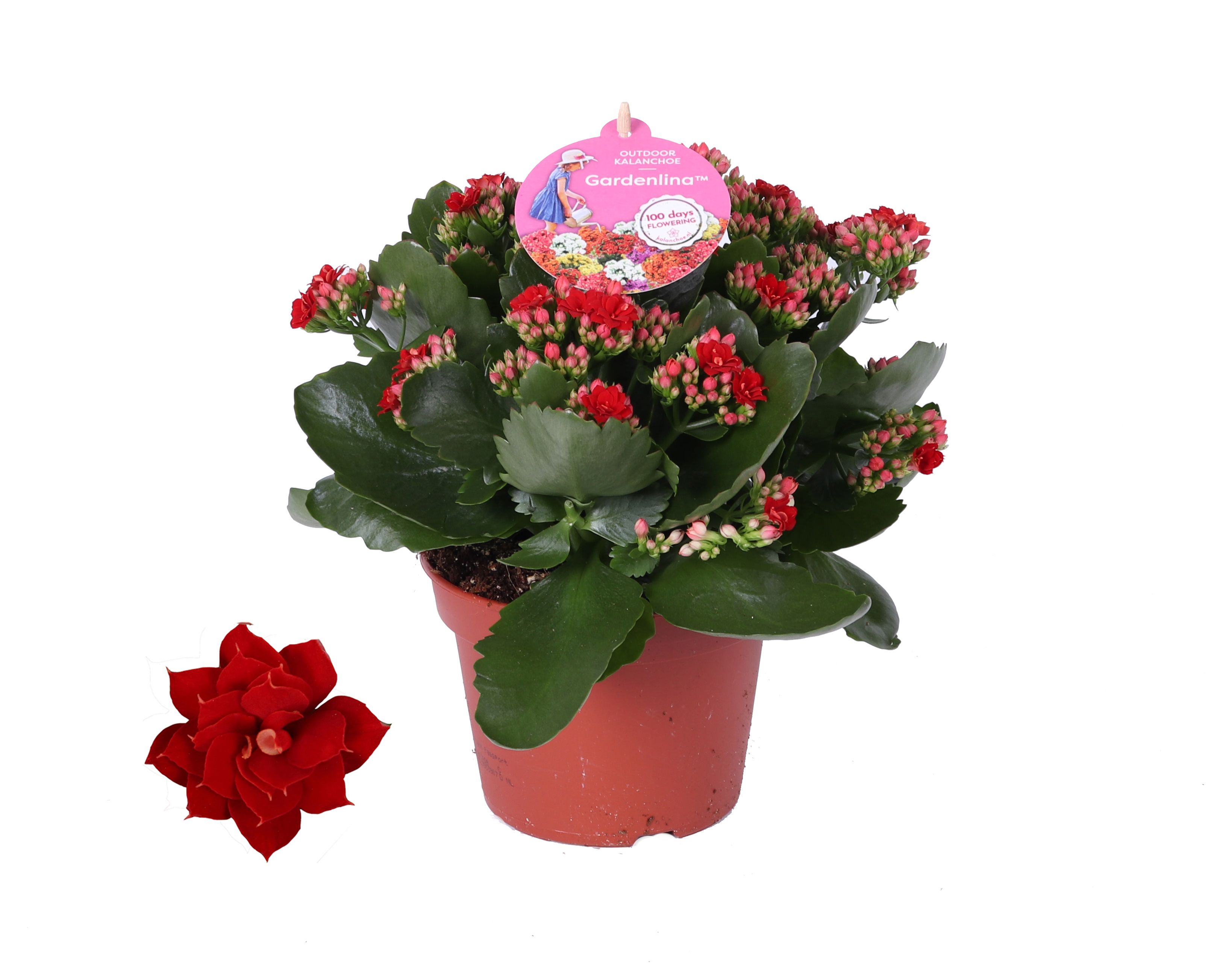 Kalanchoe GRDN 15 ROOD - Kalanchoe Gardenlina rood