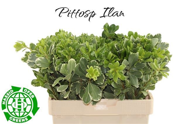Pittosporum Ilan 55cm
