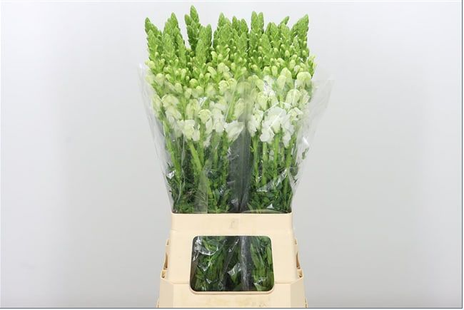 Antirrhinum Poto White 60cm