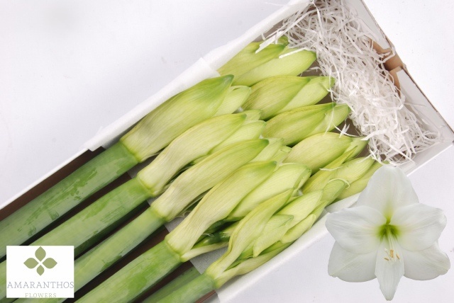 Hippeastrum Mont Blanc 4bl