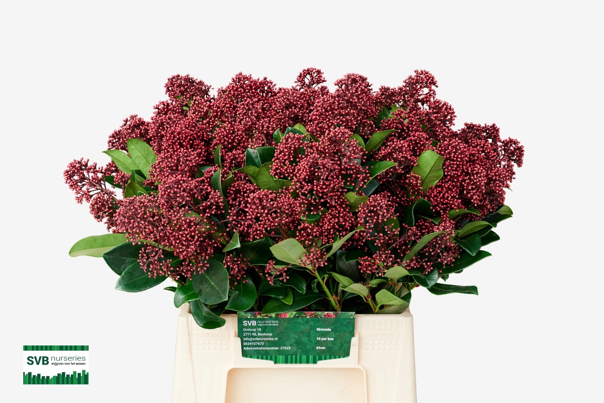 Skimmia Japonica Rubella 45cm