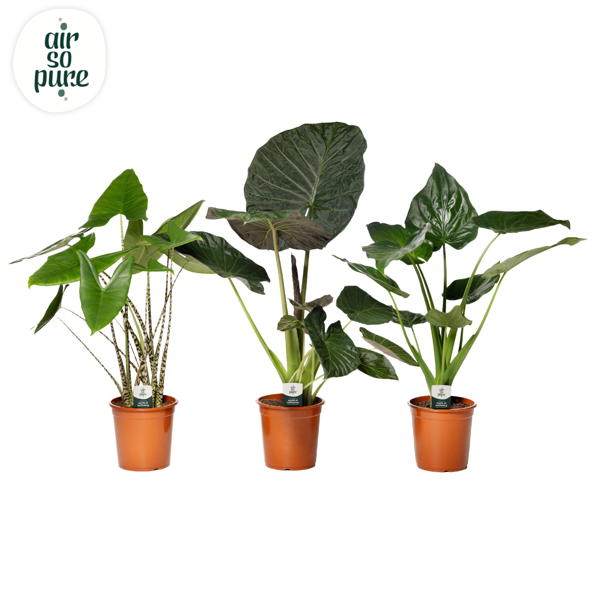 Alocasia Gemengd (Air so Pure)