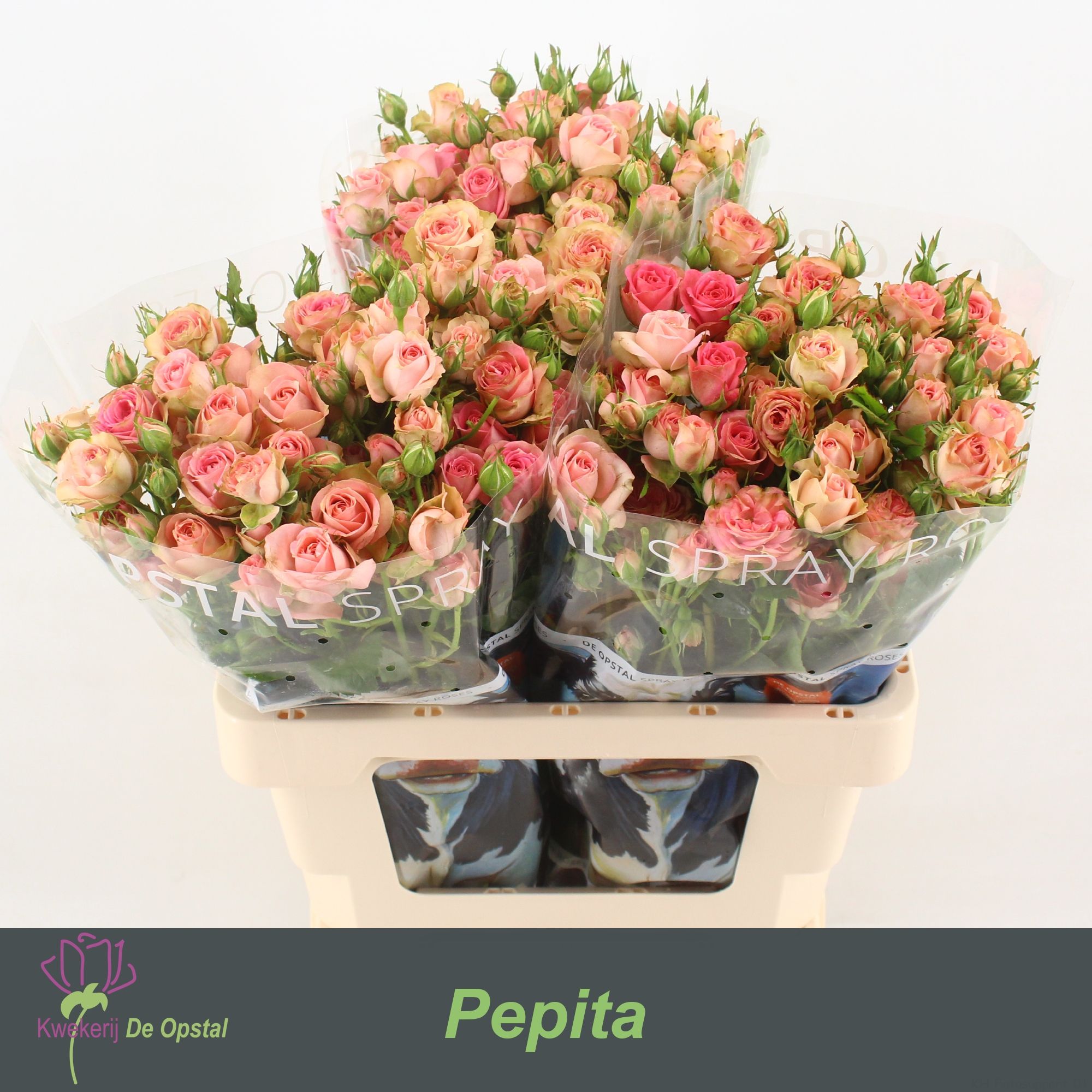 Rosa Spr Pepita 60cm