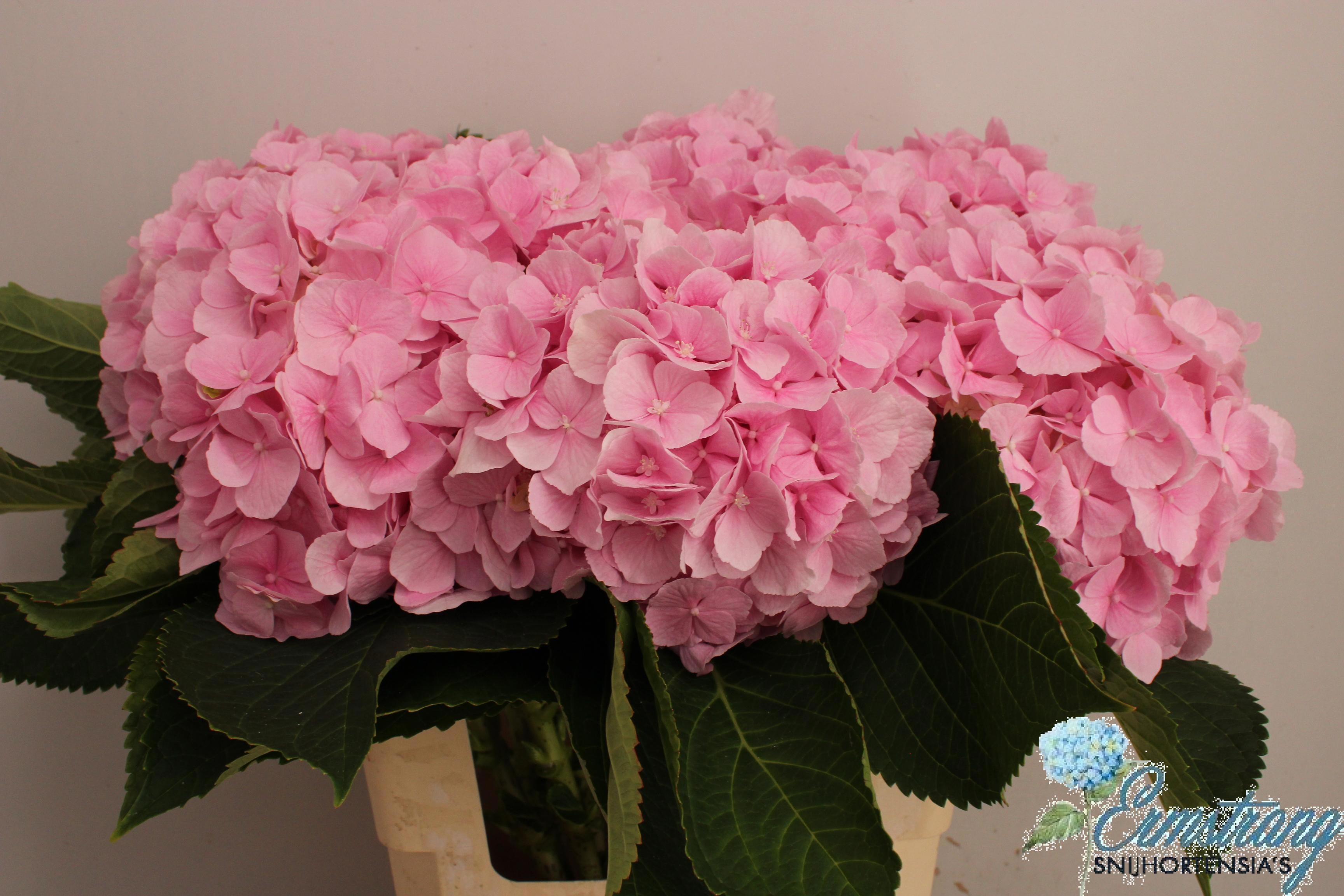 Hydrangea Verena Pink 60cm 19Ø