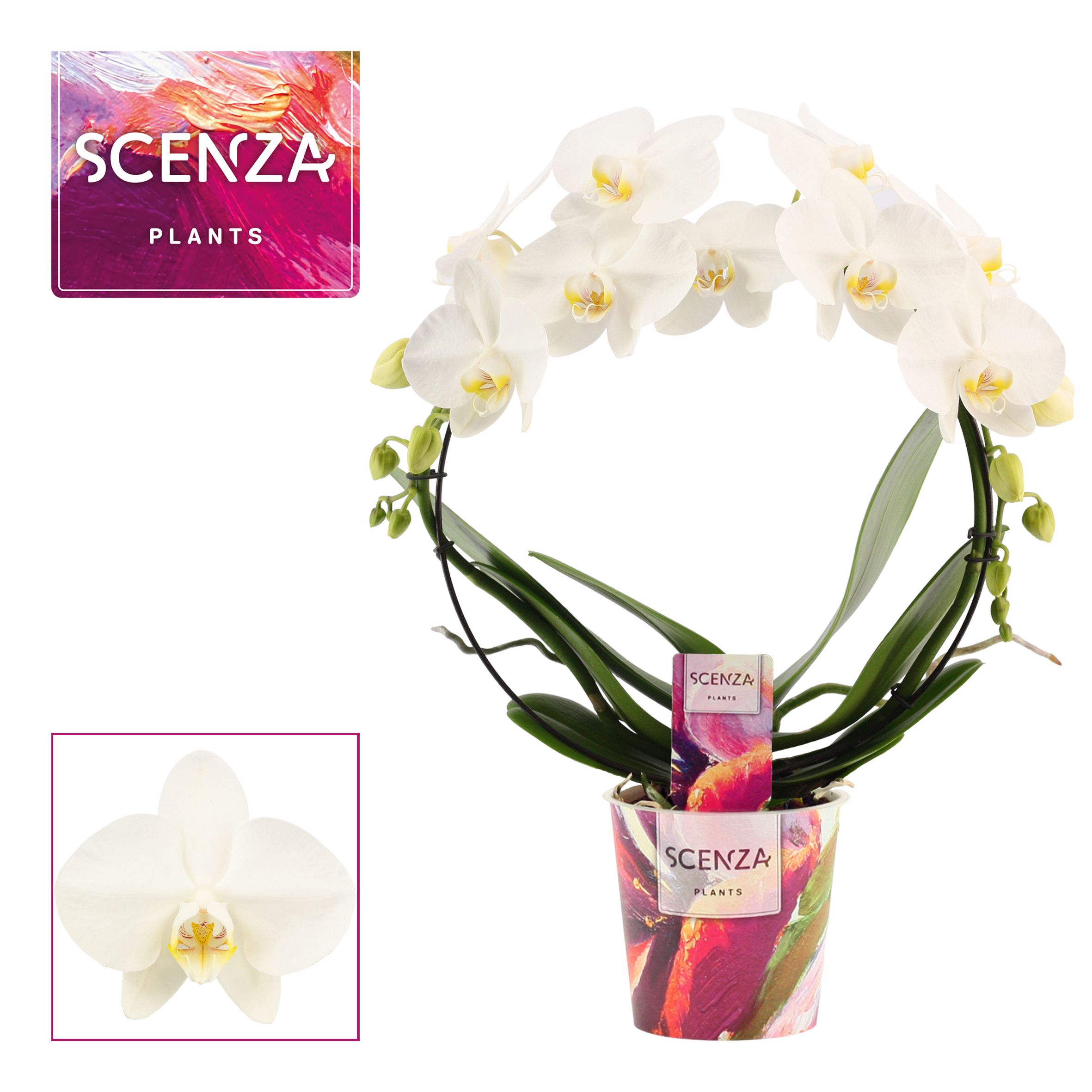 Phalaenopsis white Bow Scenza 2 stem | OZ Planten