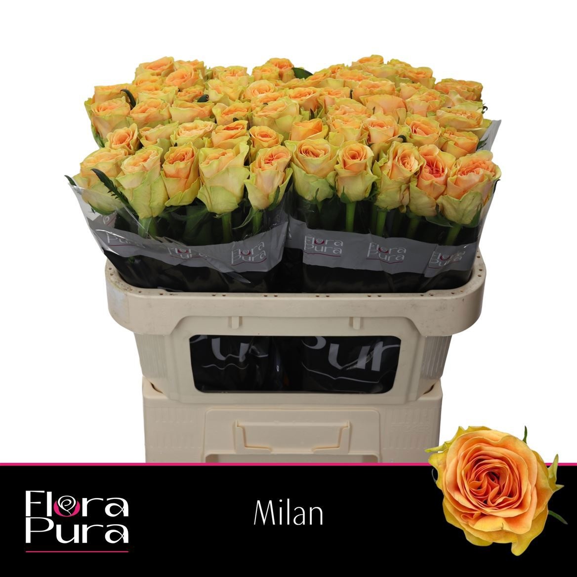 R Gr Milan
