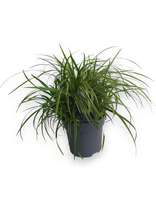 Carex morrowii 'Ice Dance' p22 Stra.