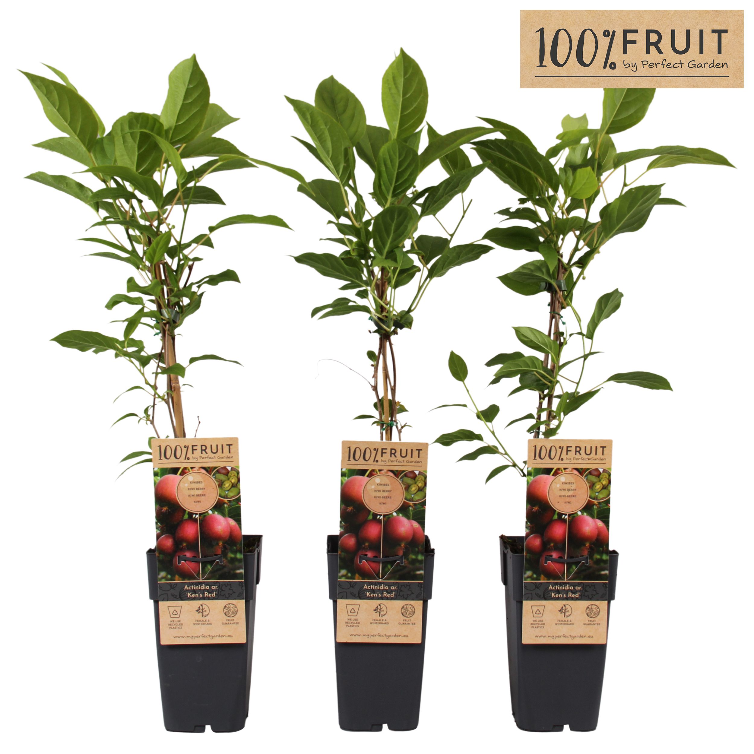 Actinidia arguta 'Ken's Red'