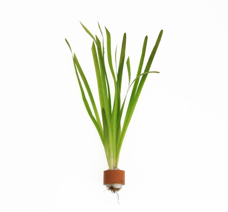 Vallisneria giganthea rubra (TCR)