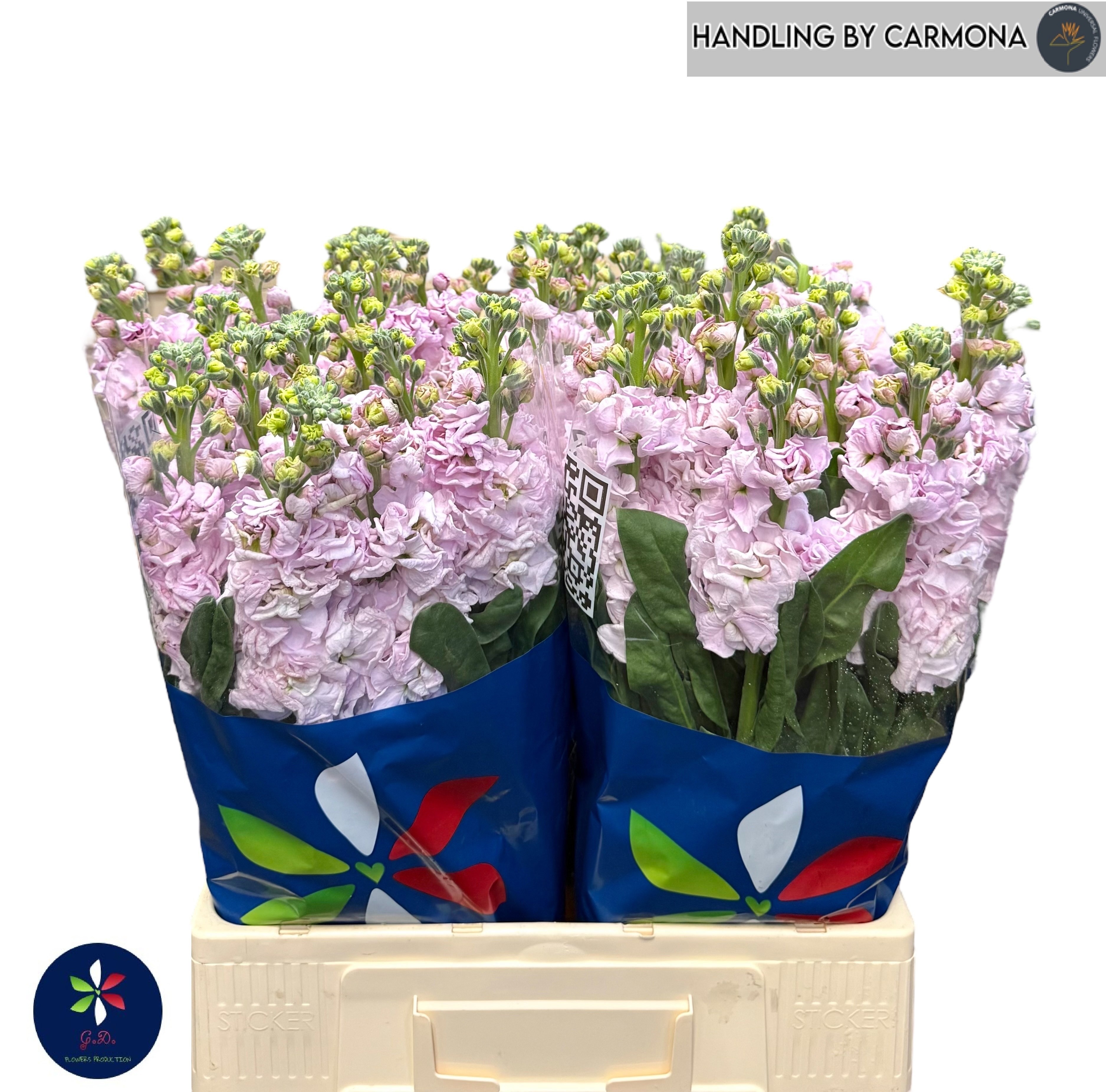 Matthiola Iron Cherry Blossom 60cm