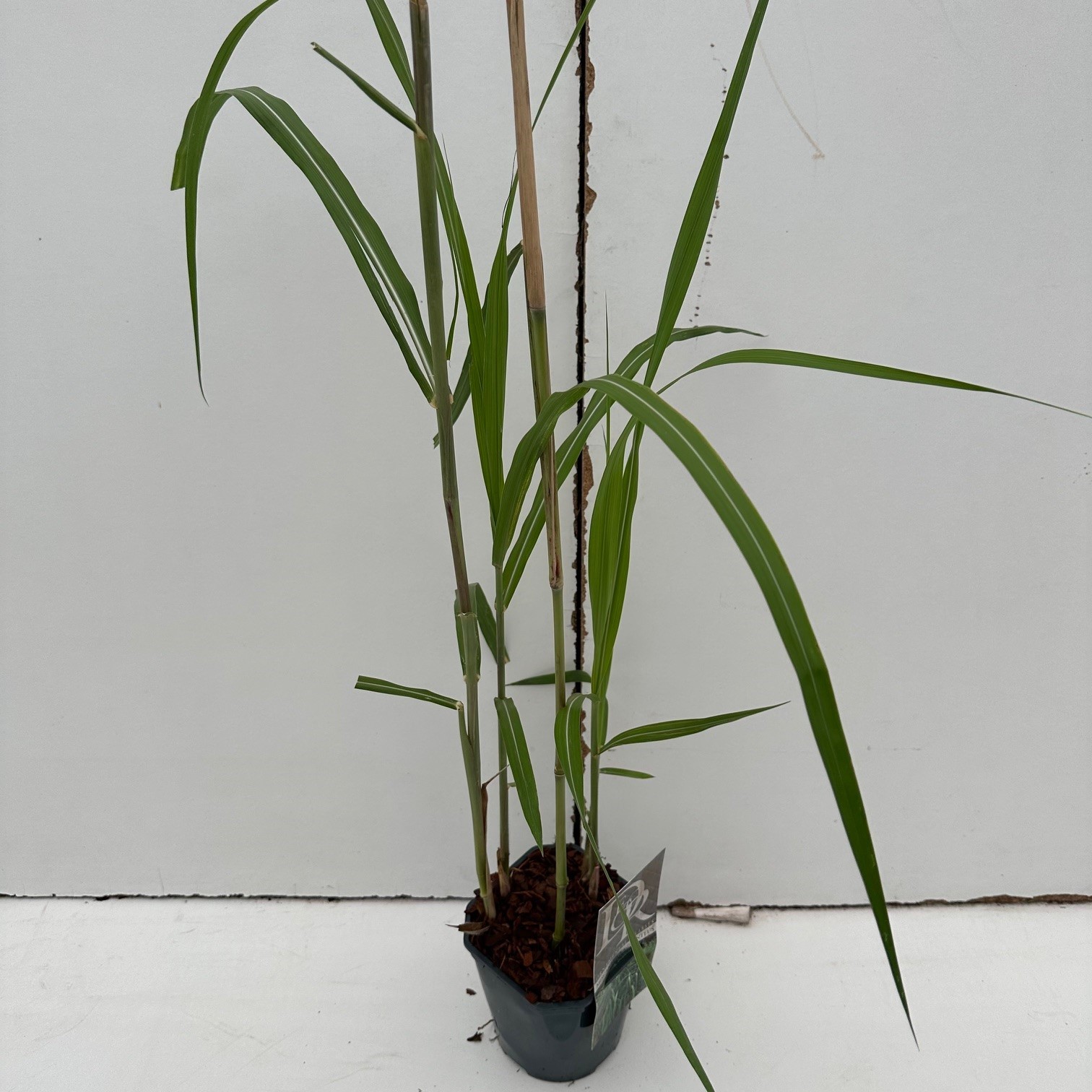 Picture of Miscanthus Giganteus P17 (2 Ltr) Square