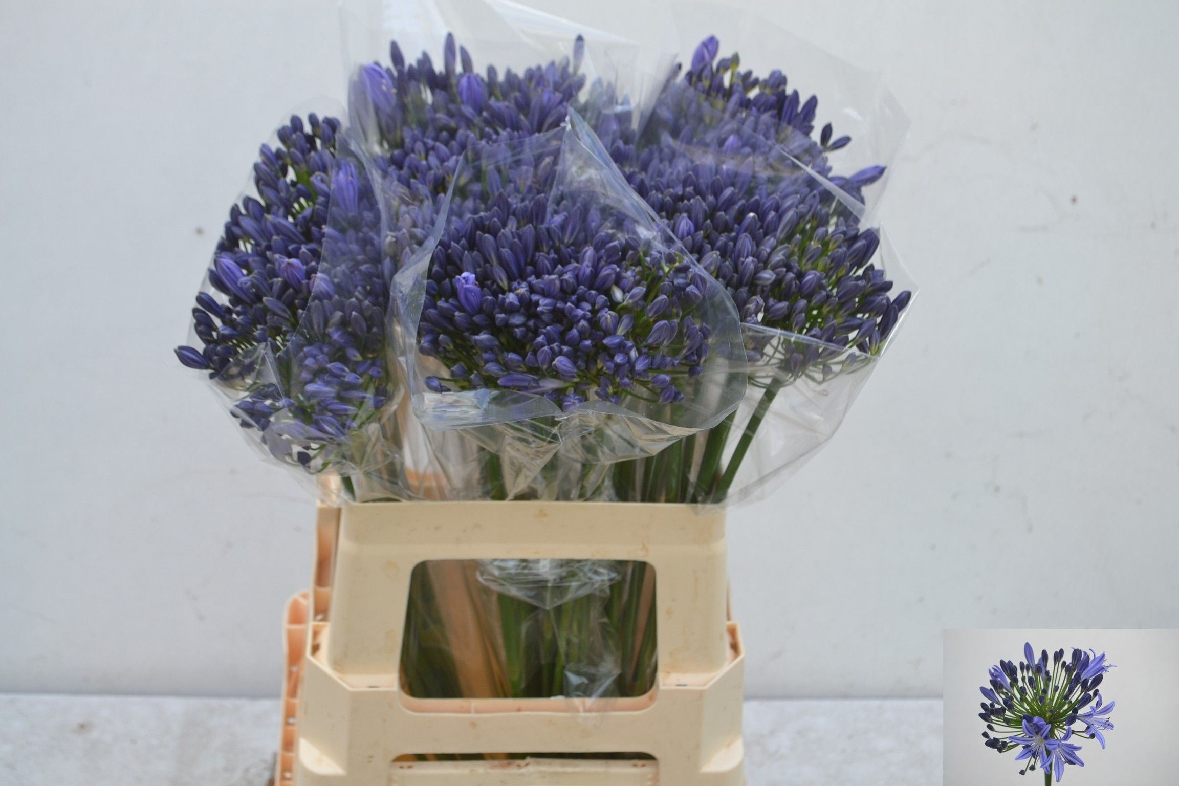 Agap Arctic Ocean 60cm