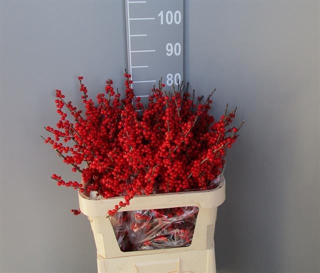 Ilex Verticlilata 80cm