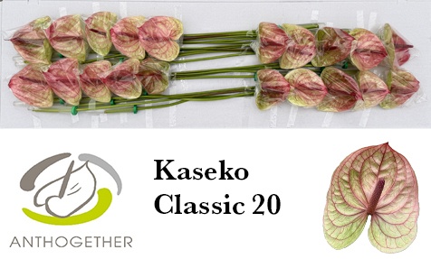 Anthurium Kaseko Cl 9Ø