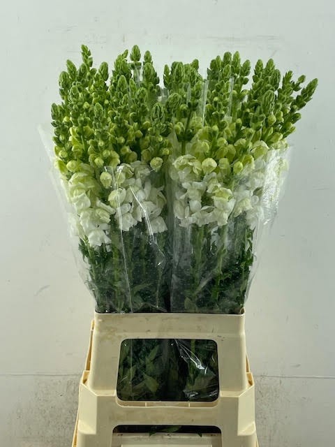 Antirrhinum Poto White 70cm