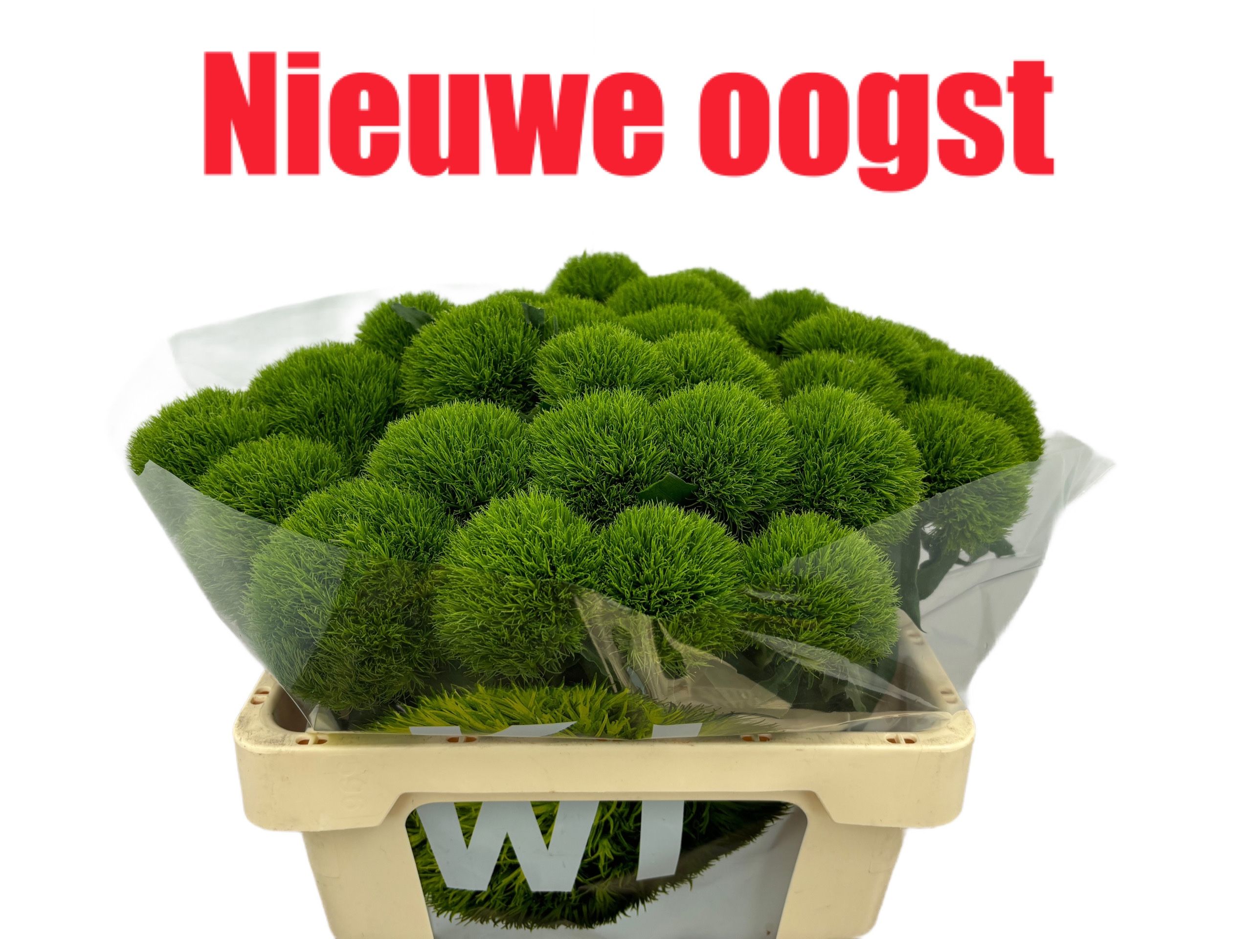 Di Barb Kiwi Mellow