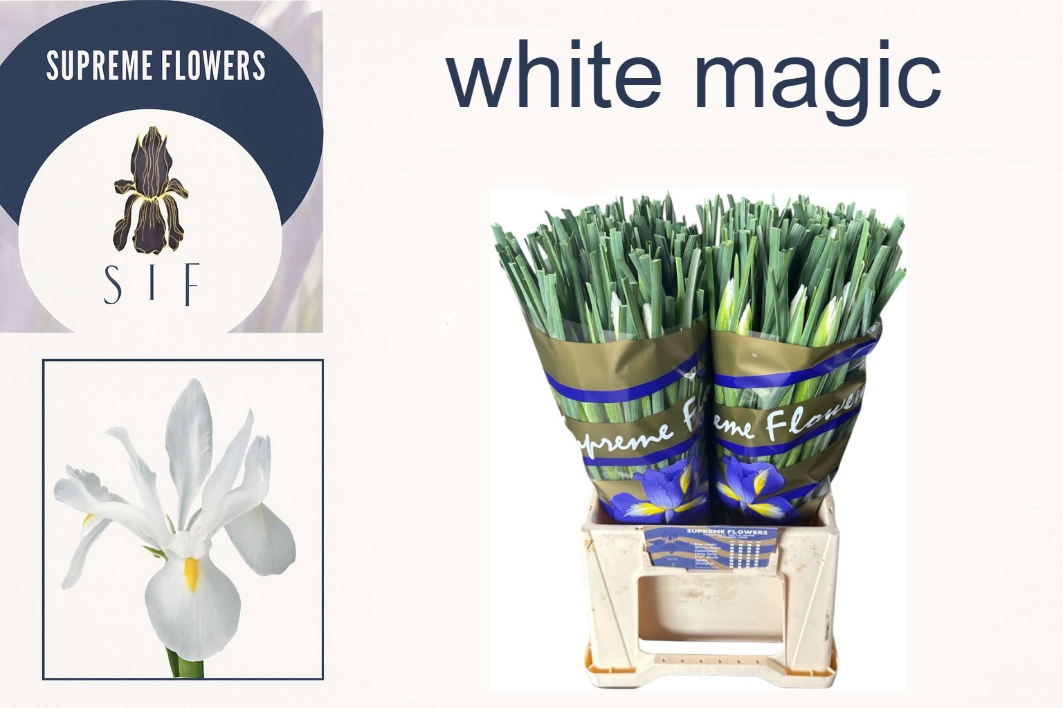 Iris White Magic 50cm