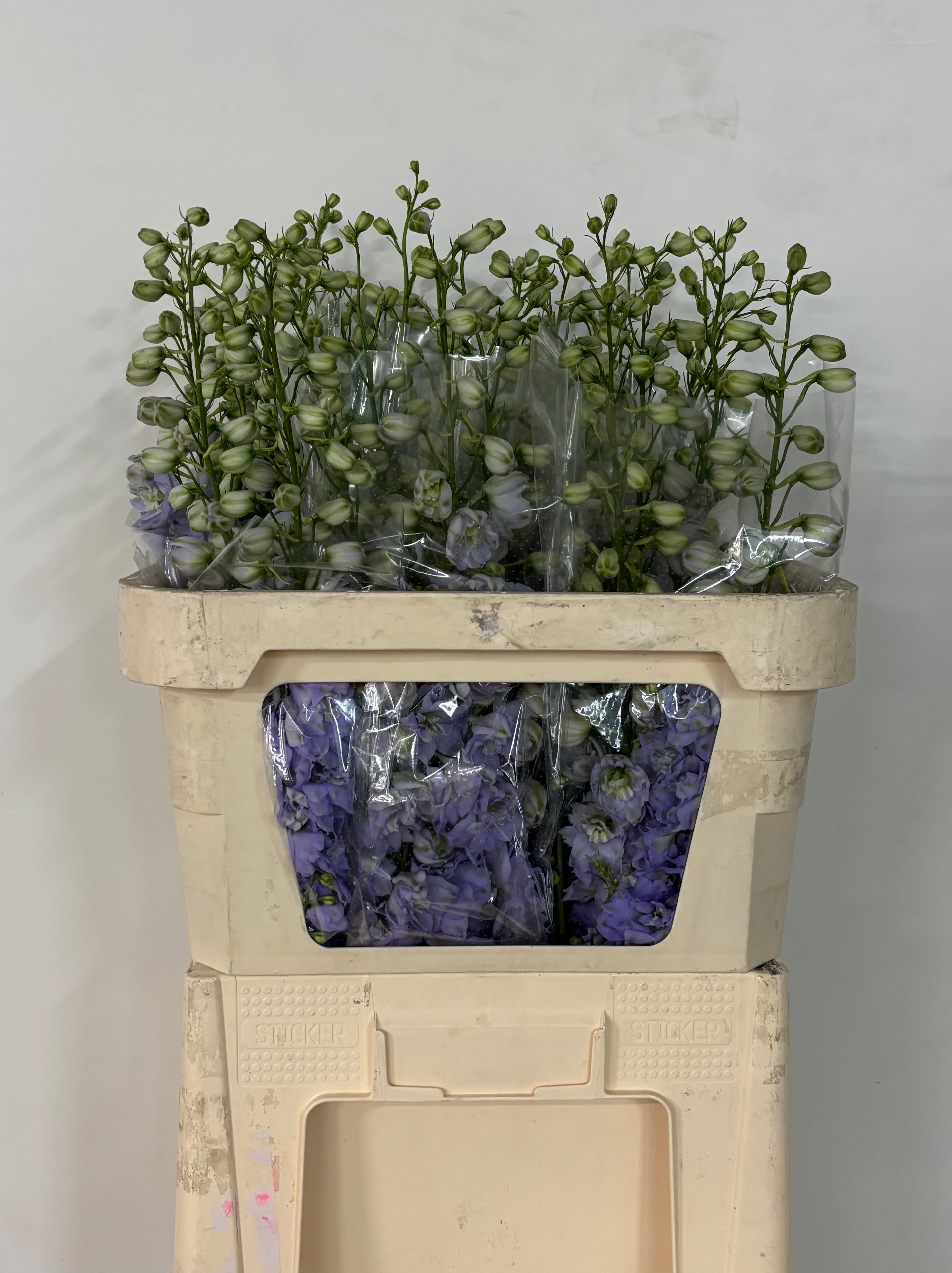 Delphinium El Double Dewi Impress 80cm