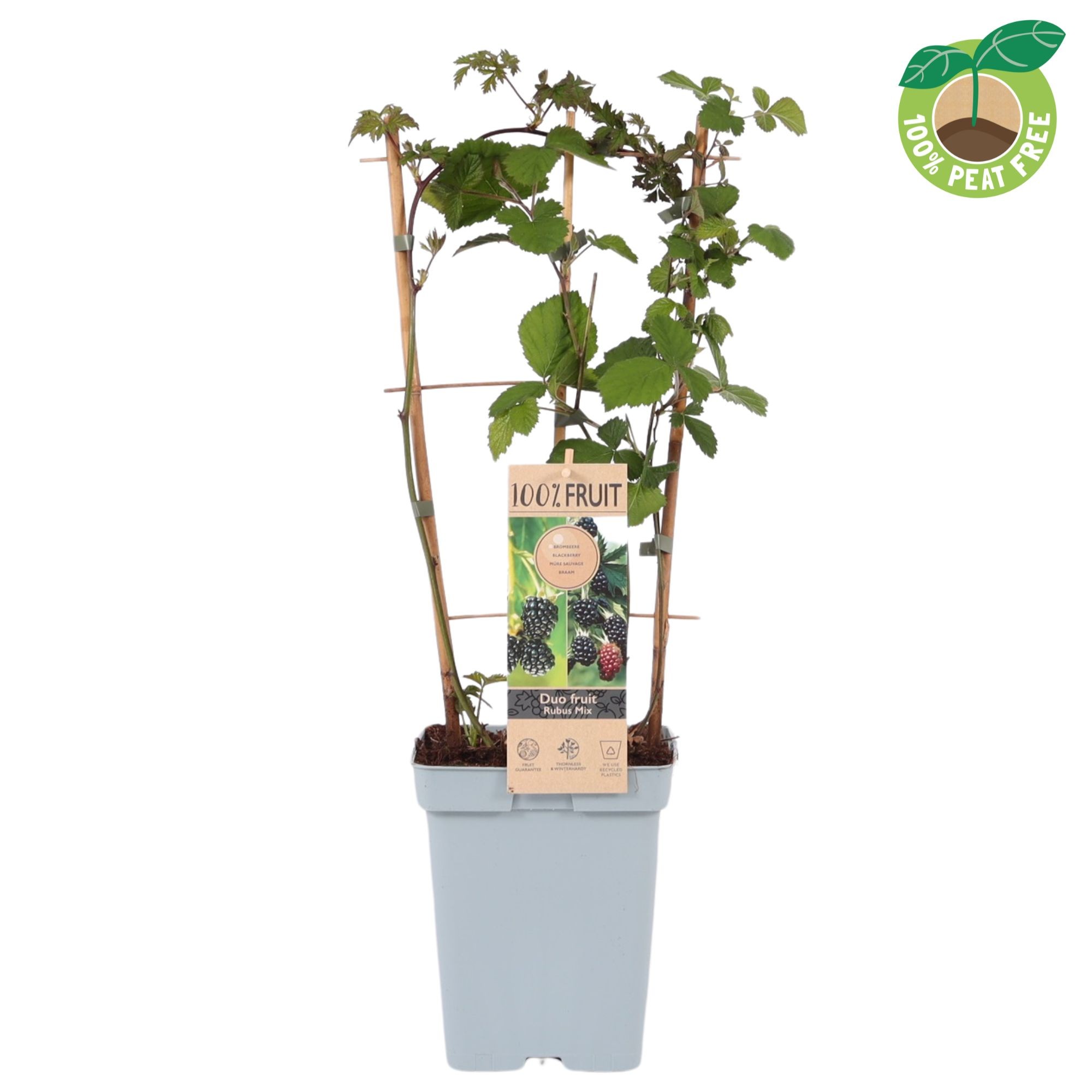 Picture of Rubus Duo Blackberry P23 (5 Ltr) TRELLIS