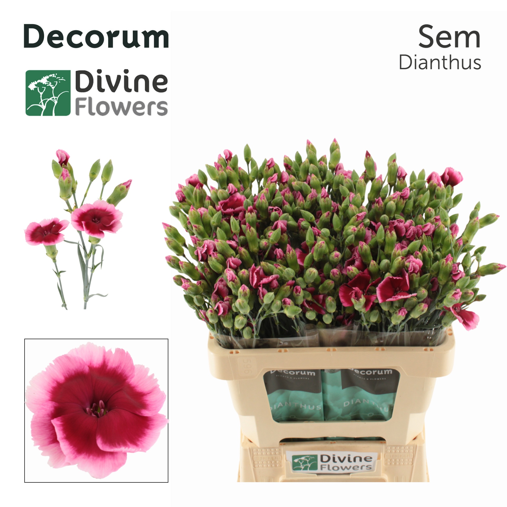 Di Solomio Sem