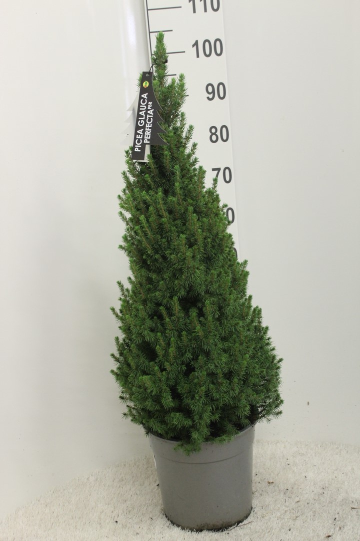 Picture of Picea Glauca Perfecta P27 (7.5 Ltr) 100CM-INC-POT/POTGROWN (LOOSE)