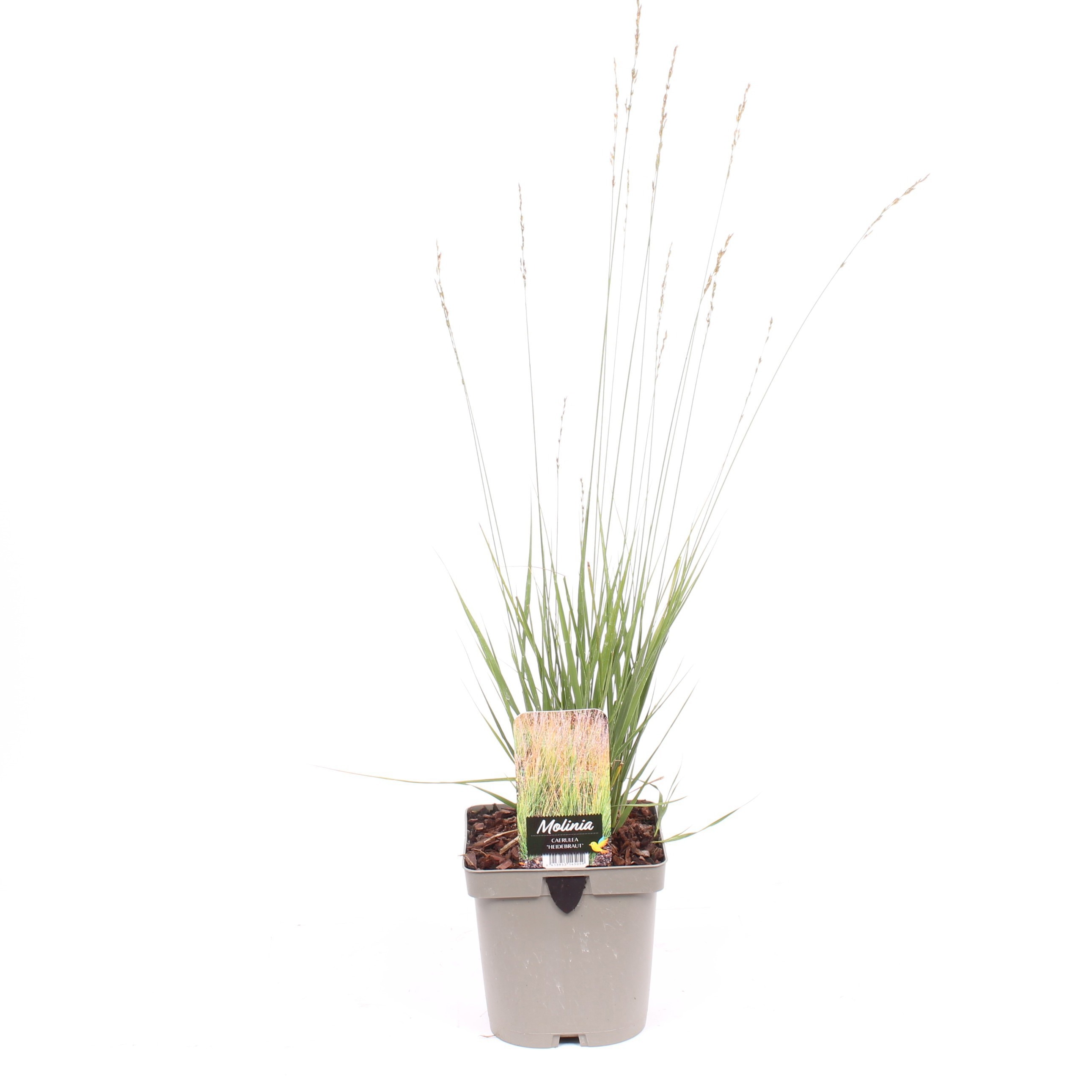 Molinia caerulea 'Heidebraut'