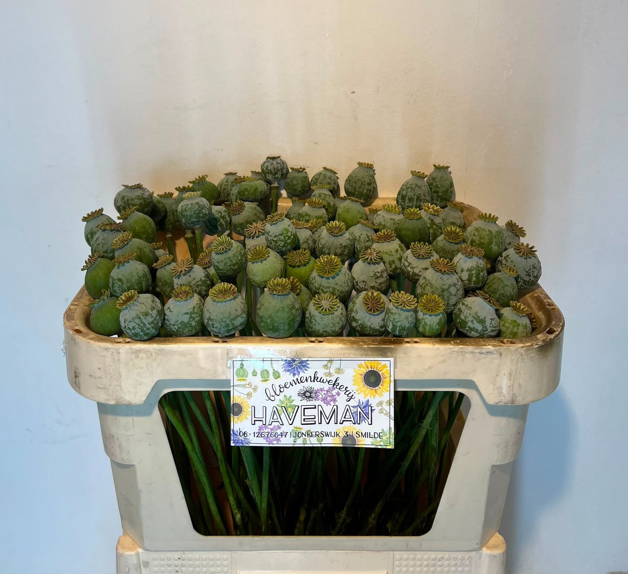 Papaver Somniferum Seed 60cm