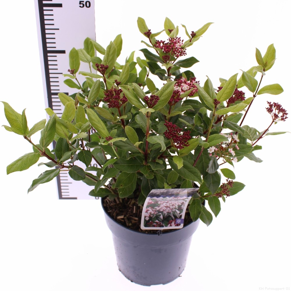 Picture of Viburnum tinus Gwenllian P21 (4 Ltr) (LOOSE)