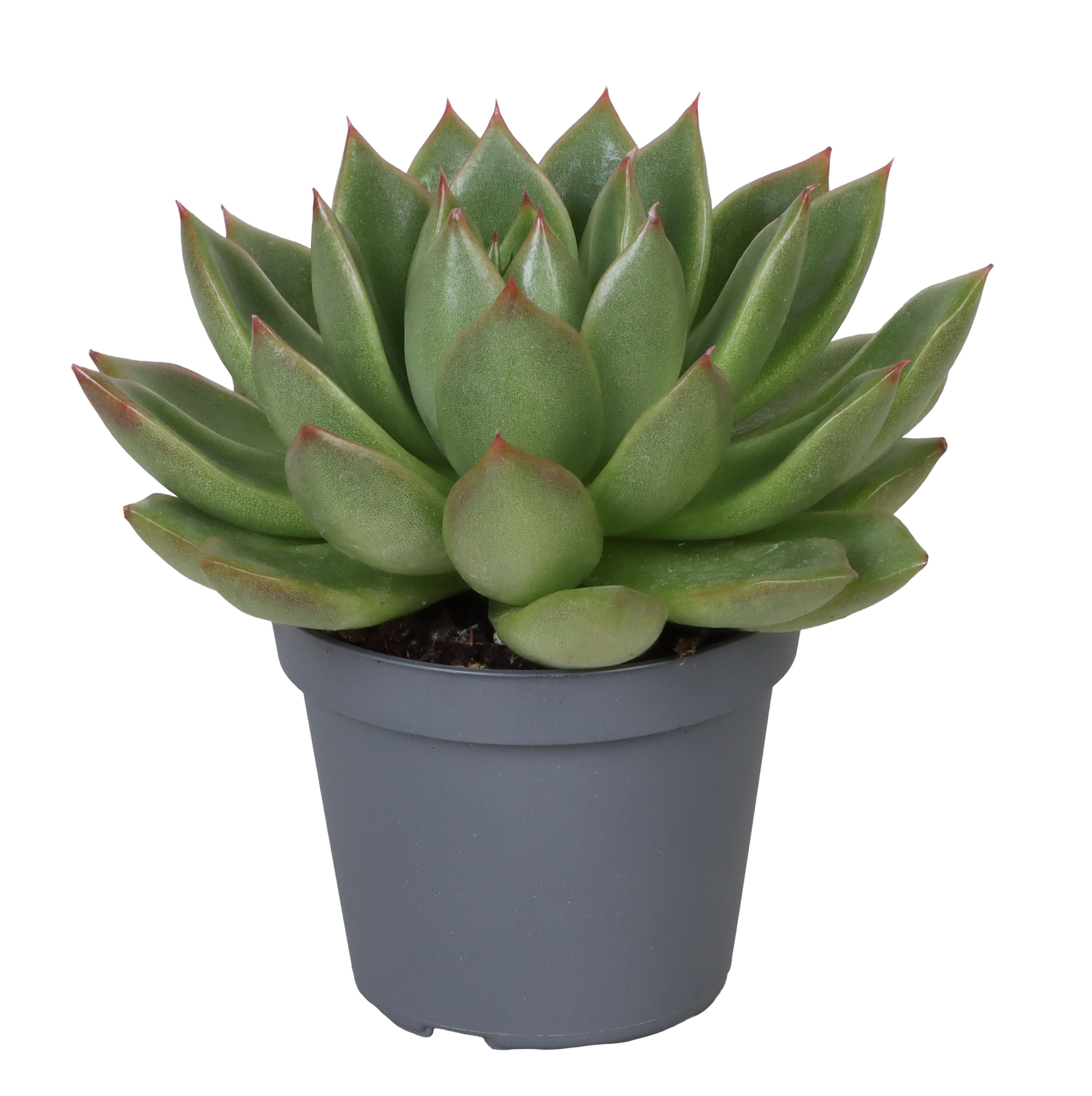 Picture of Echeveria Christmas P6 10CM