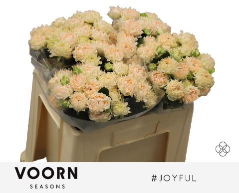 Rosa Spr # Joyful 50cm