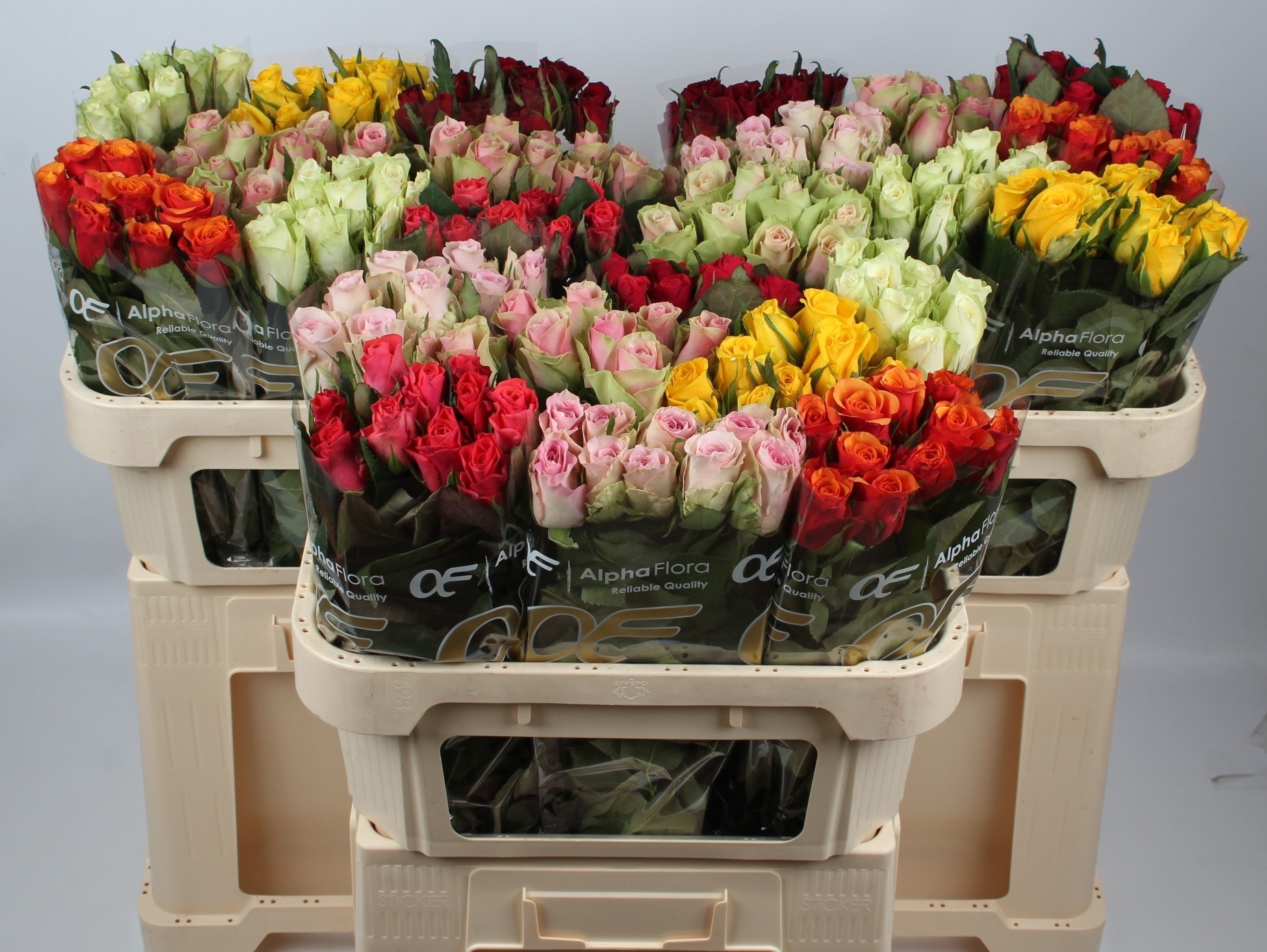 Rosa Sw Mixed In Fust 70cm